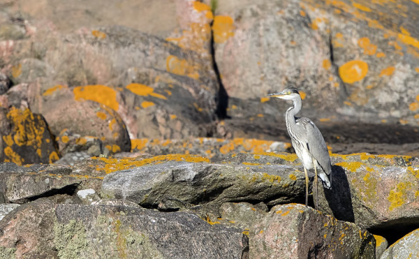 JOKUNEN HARMAAHAIKARA NÄKYY PÄIVITTÄIN