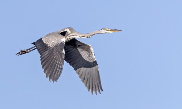 JOSKUS HARMAAHAIKARA VOI LENTÄÄ KAULA SUORANAKIN