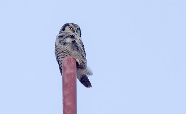 HIIRIPÖLLÖ TARKKAILI SAARTA HETKEN AIKAA MAJAKAN HUIPULLA
