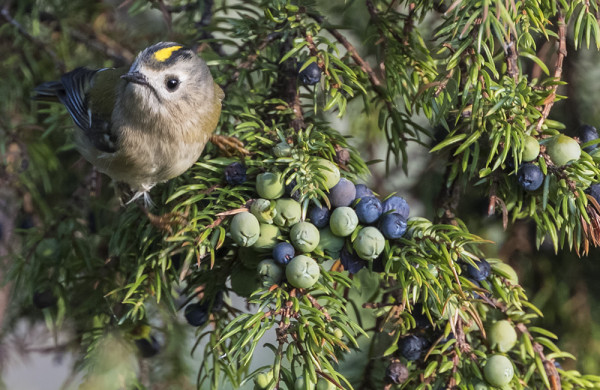 HIPPIÄINEN ON NYT RUNSAIN LAJI SAARESSA