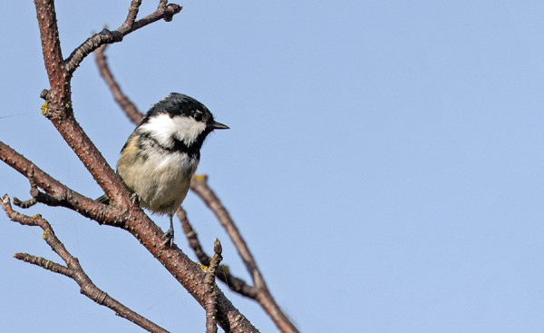 ENSIMMÄISET KUUSITIAISET ILMESTYIVÄT SAAREEN
