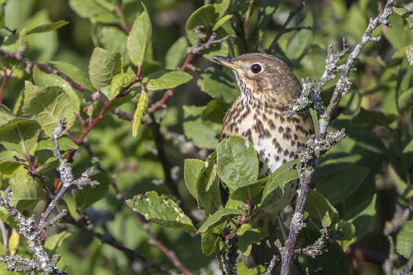 LAULURASTASMUUTTO ON NYT VILKASTA