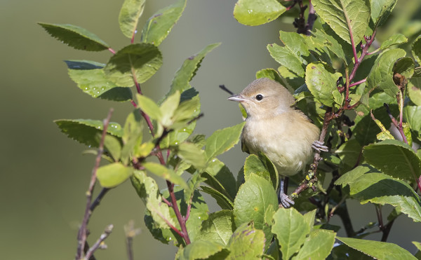 KAIKKI LEHTOKERTUT EIVÄT OLE VIELÄ MENNEET