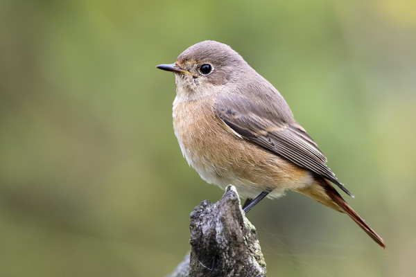 LEPPÄLINTUJEN MUUTTOAIKA ON NYT