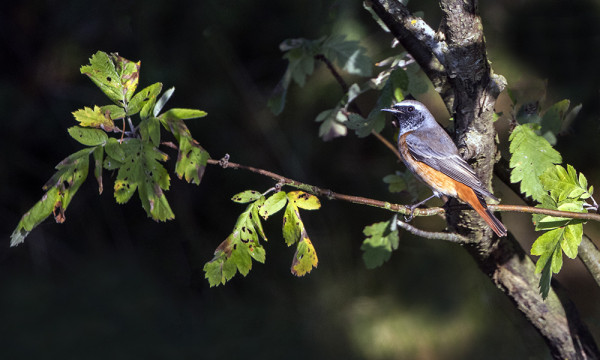 LEPPÄLINTUJEN MUUTTO ON NYT HYVÄSSÄ VAUHDISSA