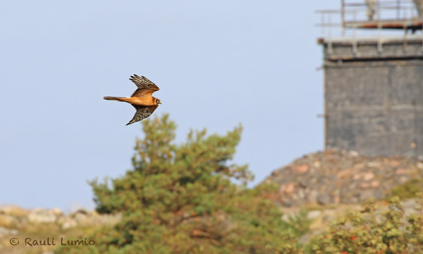 NUORI AROSUOHAUKKA PYÖRÄHTI ITÄNIITYLLÄ PARIIN OTTEESEEN (Kuva: Rauli Lumio)