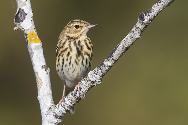METSÄKIRVISIÄ ON VIELÄ PÄIVITTÄIN