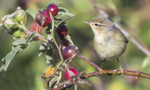 pajulintu_01_Korppoo_09_17