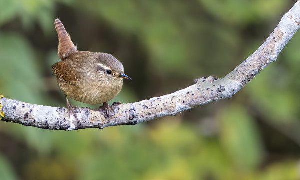 PEUKALOISTEN SYYSMUUTTO ON HYVÄSSÄ VAUHDISSA