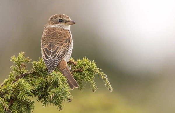 NUORI PIKKULEPINKÄINEN VIIVYTTELEE MUUTOLLE LÄHTÖÄ