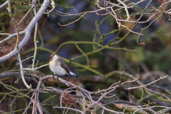 TÄNÄÄN NÄKYI 3 NUORTA PIKKUSIEPPOA