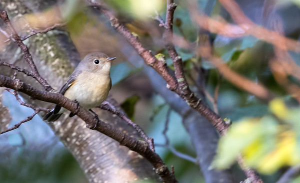 PIKKUSIEPPOJEN MUUTTO ON NYT KÄYNNISSÄ