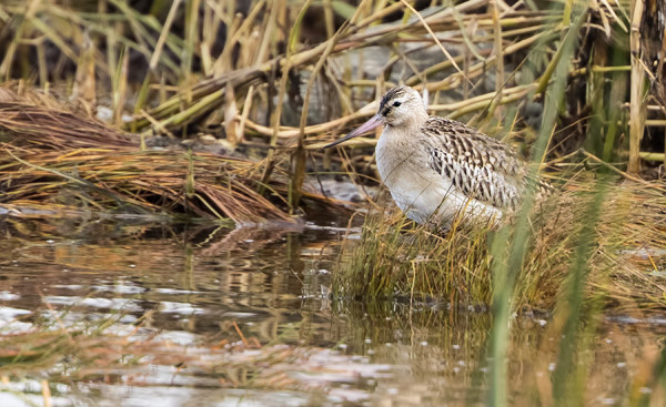 ENSIMMÄINEN 400 DO:lla KUVAAMANI LAJI OLI PUNAKUIRI - EI MIKÄÄN HYVÄ KUVAUSTILANNE MUTTA DOKUMENTTI SENTÄÄN...