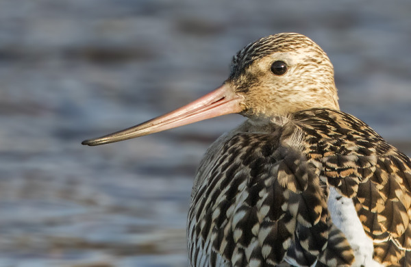 NUORI JA PELOTON PUNAKUIRI VIIHTYY EDELLEEN ITÄRANNALLA
