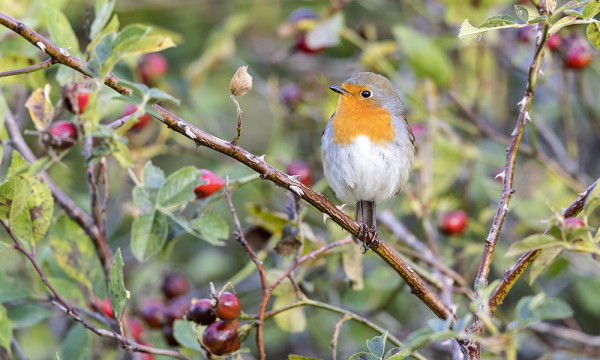 PUNARINTOJEN MUUTTO ON NYT VAUHDISSA