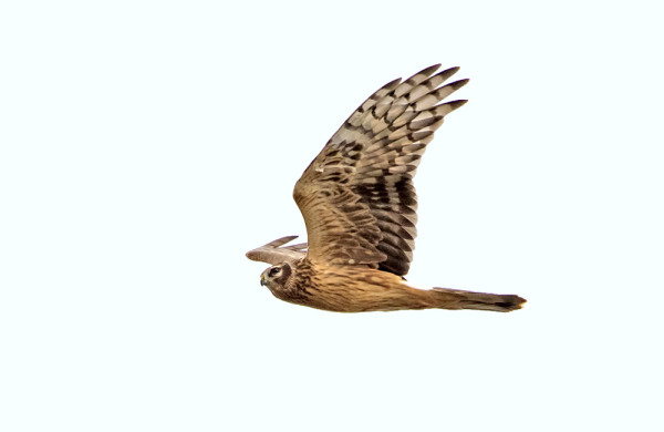 NUORIA SINISUOHAUKKOJA ON MUUTOLLA