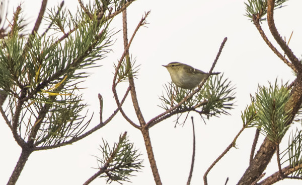SYKSYN EKA TAIGAUUNILINTU, DOKUMENTTIKUVA MEIDÄN SAUNAN TERASSILTA