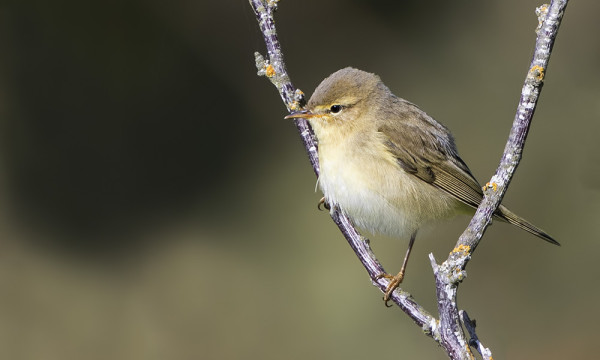 NUORIA PAJULINTUJA JA TILTALTTEJA ON NYT MUUTOLLA