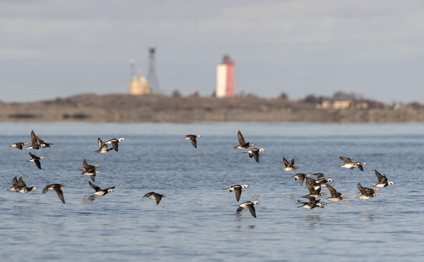 ALLEJA OLI KOHTALAISEN PALJON UTÖN ETELÄPUOLELLA
