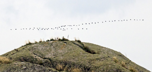 MUUTAMA HANHIPARVIKIN ON VIIME PÄIVINÄ MATKANNUT LOUNAASEEN (Kuva: Outi Sarjakoski)
