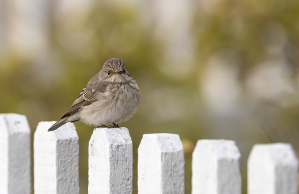 HARMAASIEPPOJA ON JOKUNEN RIITTÄNYT NÄIHIN PÄIVIIN SAAKKA