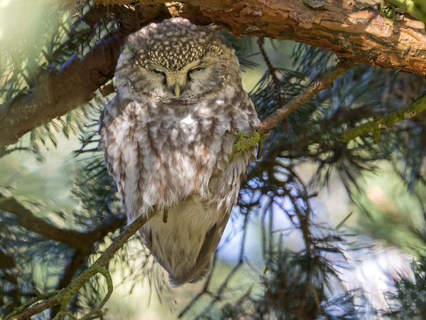 SYKSYN TOINEN HELMIPÖLLÖ POSEERASI EDELLISTÄ AVOIMEMMIN