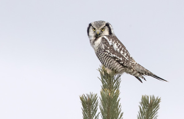 HIIRIPÖLLÖ OELSKELI KOKO PÄIVÄN SAARESSA JA KÄVI MM MEIDÄN TELKKARIANTENNILLA