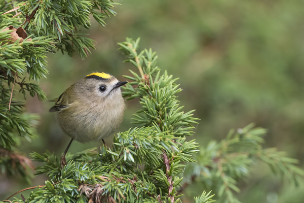 HIPPIÄINEN ON NYT SAAREN YLEISIN LINTU