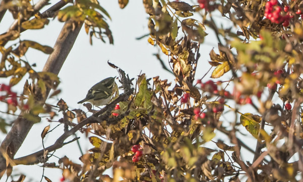 DOKUMENTTIKUVA HIPPIÄISUUNILINNUSTA - ERITTÄIN VILKKAITA JA PIILESKELEVIÄ...
