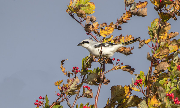 ISOLEPINKÄISIÄ ON OLLUT PÄIVITTÄIN MUUTAMA