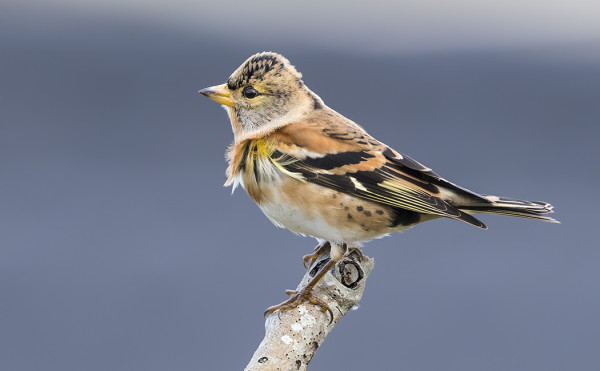 JÄRRIPEIPPOJEN MUUTTO ON PARHAIMMILLAAN