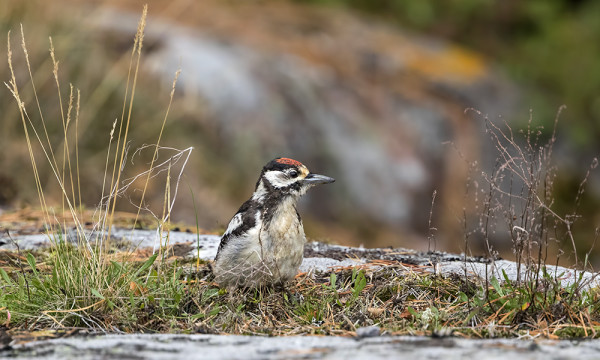 KÄPYTIKOILLA ON PIENTÄ LIIKEHDINTÄÄ, MELKEIN KAIKKI NUORIA LINTUJA
