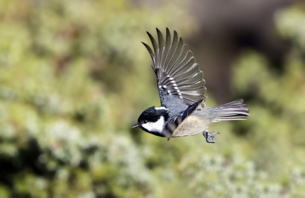 KUUSITIAISILLA ON HIUKAN SYKSYISTÄ LIIKETTÄ
