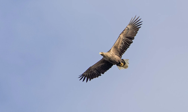 MERIKOTKIA NÄKYY MUUTAMIA PÄIVITTÄIN