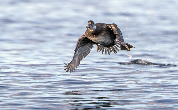 MUSTALINTU PONKAISEE LENTOON - PIENIÄ MÄÄRIÄ MUSTALINTUJA VIIHTYY ALLIPARVIEN JOUKOSSA