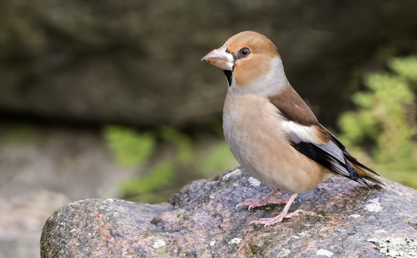 NOKKAVARPUSIA NÄYTTÄYTYI TÄNÄÄN SAUNALLAMME