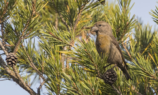 PIKKUKÄPYLINTUJA LIIKKUU KOHTALAISESTI