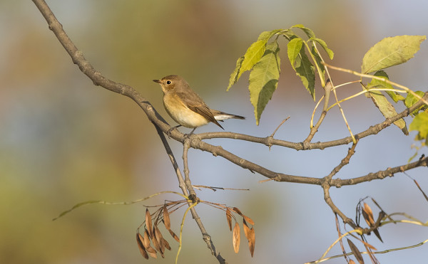 NUORI PIKKUSIEPPO VIIHTYI TÄNÄÄN KAUPAN TAKANA