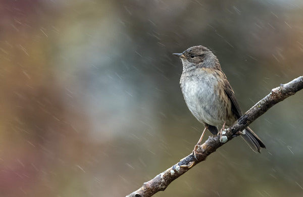 RAUTIAINEN TIHKUSATEESSA