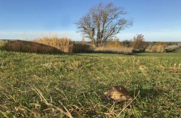 RUPIKONNAT EIVÄT OLE IHAN SUKUPUUTTOON KUOLLEET, TÄMÄ NÄKYI EILEN LUOTSIASEMAN LUONA