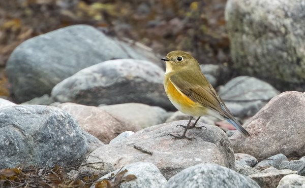 sinipyrsto_01_Korppoo_09_17