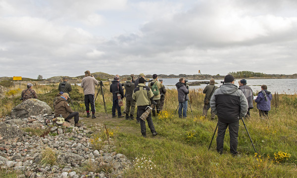 PÄIVÄN TÄHTI - SINIPYRSTÖ - JA LINTUPORUKKAA ITÄRANNALLA KUN LINTU OLI VIELÄ KATEISSA VÄHÄN LÖYTÖHETKEN JÄLKEEN (alempi kuva: Outi Sarjakoski)