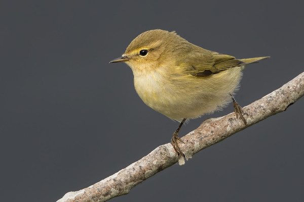 POTRETTIKUVA TILTALTISTA