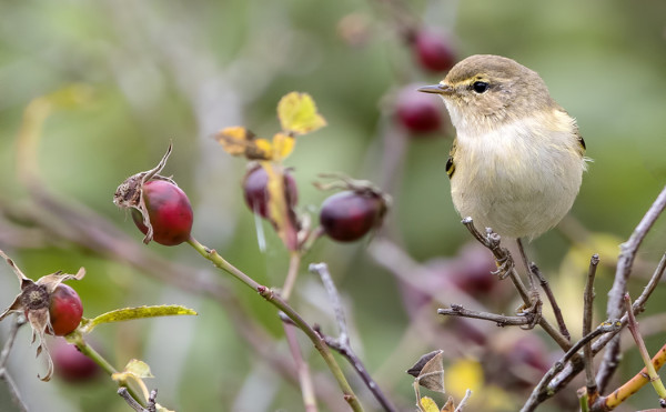TILTALTTIEN MUUTTO ON TÄYDESSÄ VAUHDISSA