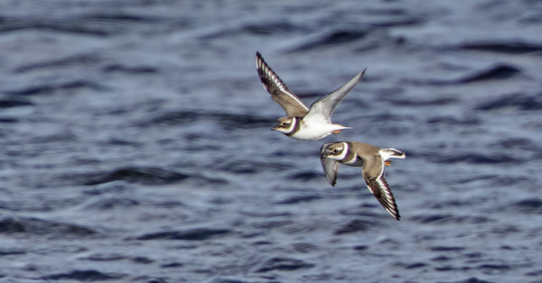 PARI TYLLIÄ VIIPYY VIELÄ ITÄRANNALLA