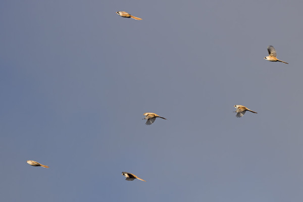 KUVIA UTÖN VIIKSITIMALIPARVESTA (Kuvat: Outi Sarjakoski)