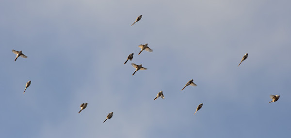 viiksitimali_04_Korppoo_10_17