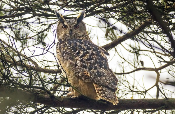 HUUHKAJA KÄVÄISI (Kuva: Outi Sarjakoski)
