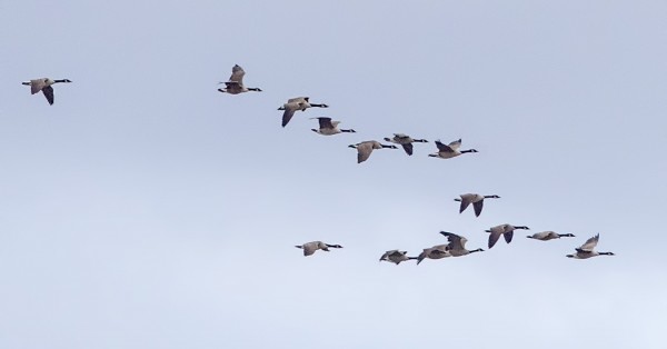 PARVI KANADANHANHIA MATKASI LOUNAASEEN