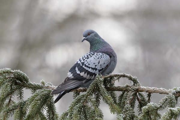 KESYKYYHKYÄ TULEE HARVOIN KUVATTUA, NYT SENTÄÄN TULI JOKU KUVA